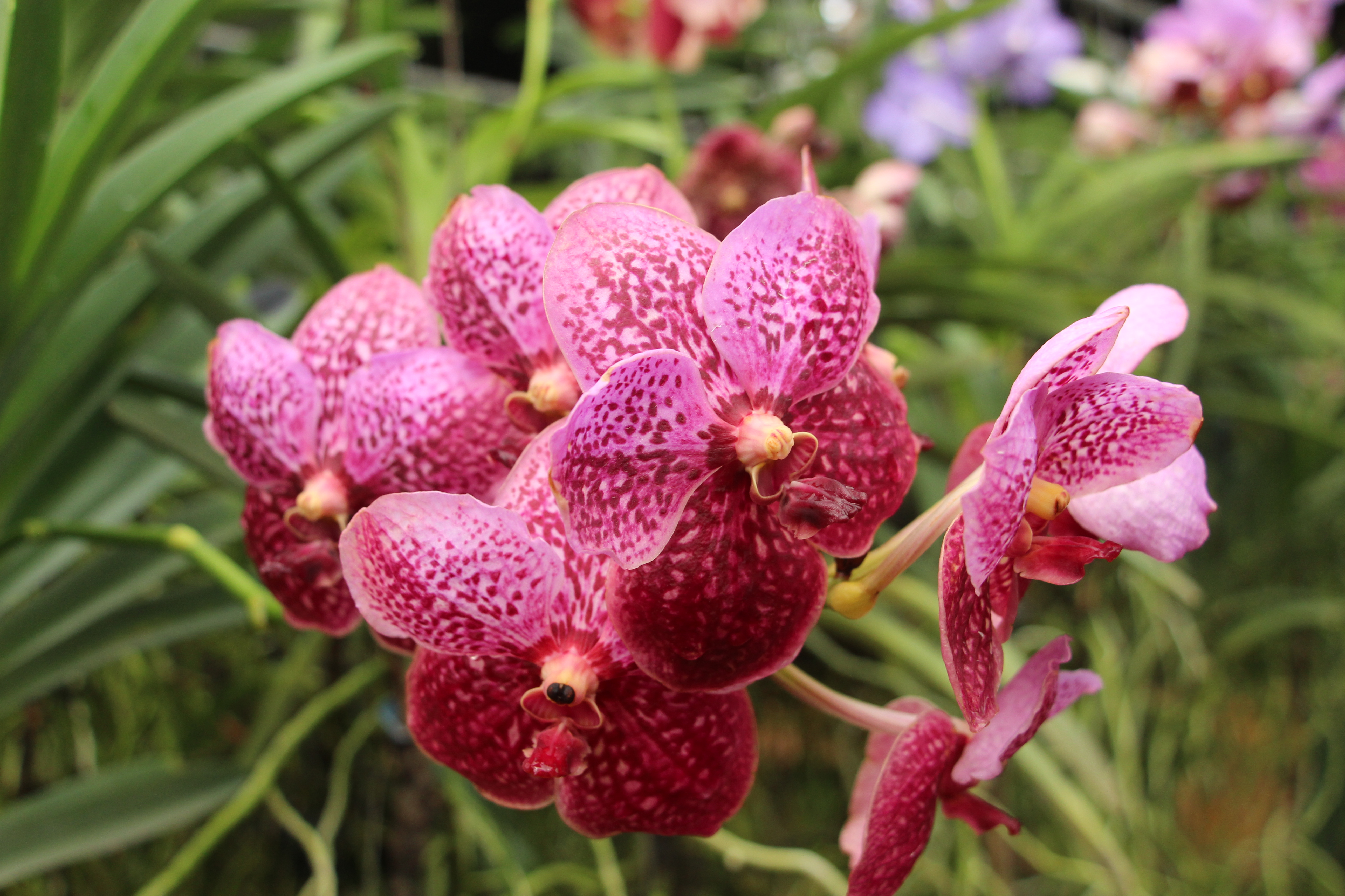 Tropical AdiRozenZvi