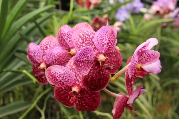 Tropical AdiRozenZvi