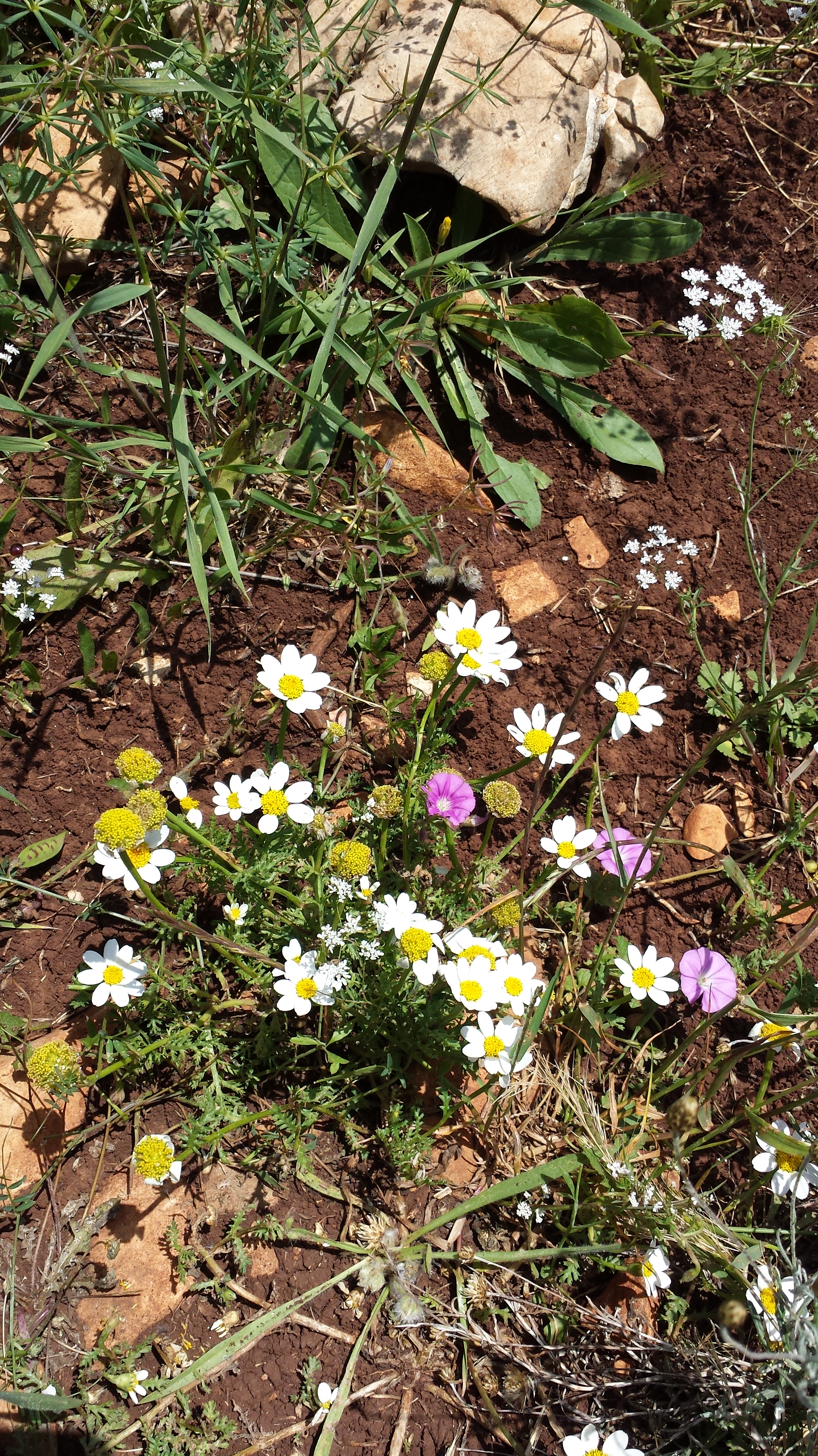 Delicate NaamaYehuda