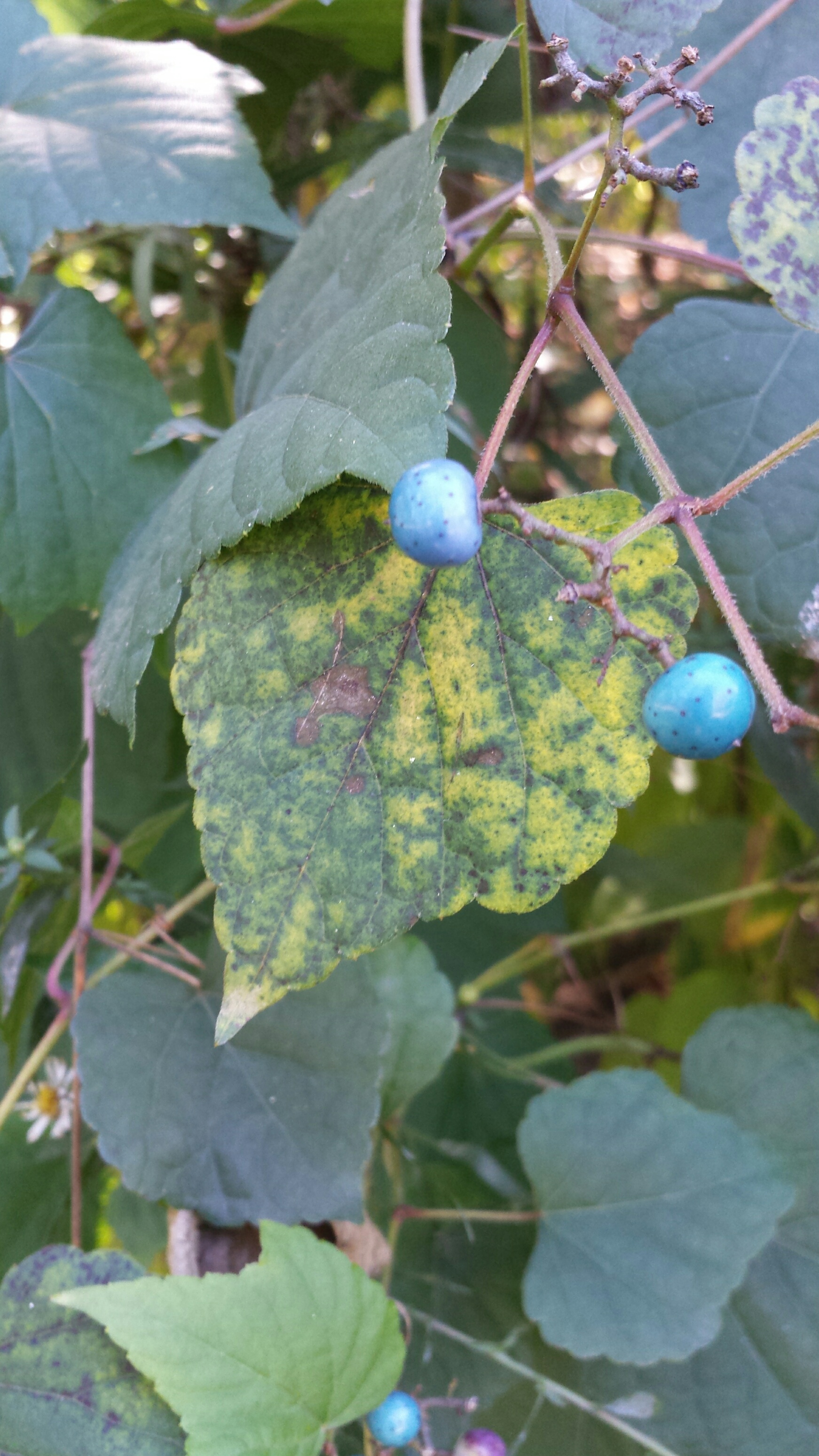 Not Blueberries NaamaYehuda