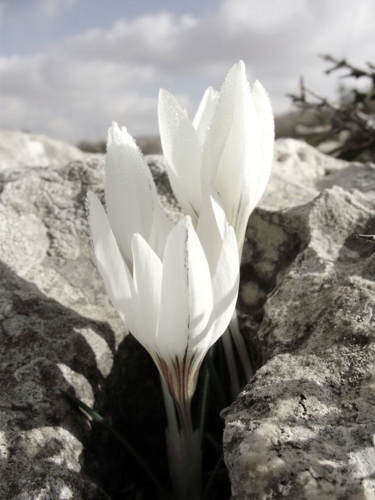 Blooming White AmitaiAsif