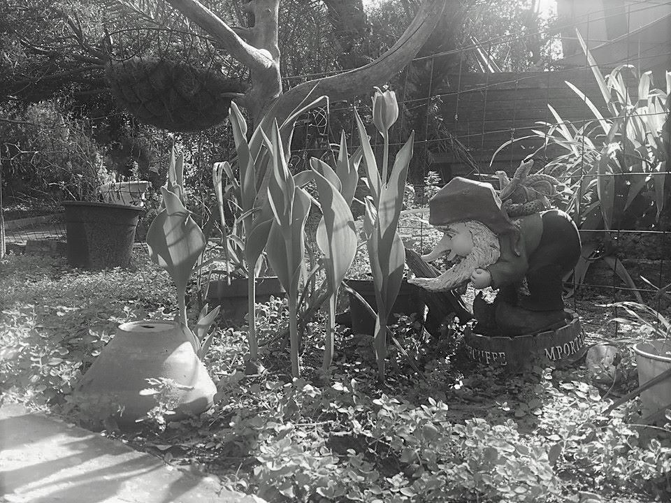 Gnome1 DvoraFreedman (2)