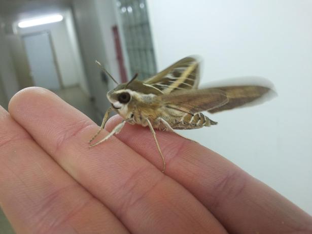 smiling moth OfirAsif