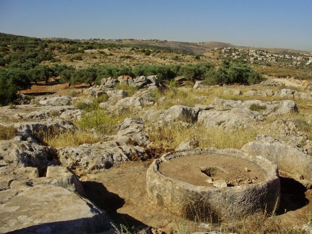 Yam lower stone for crushing olives AmitaiAsif