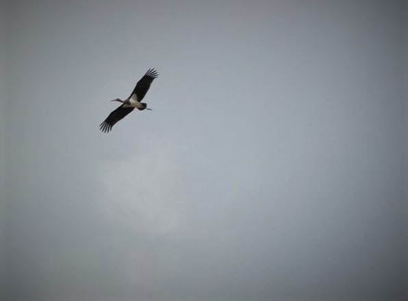 flight patrol NaamaYehuda