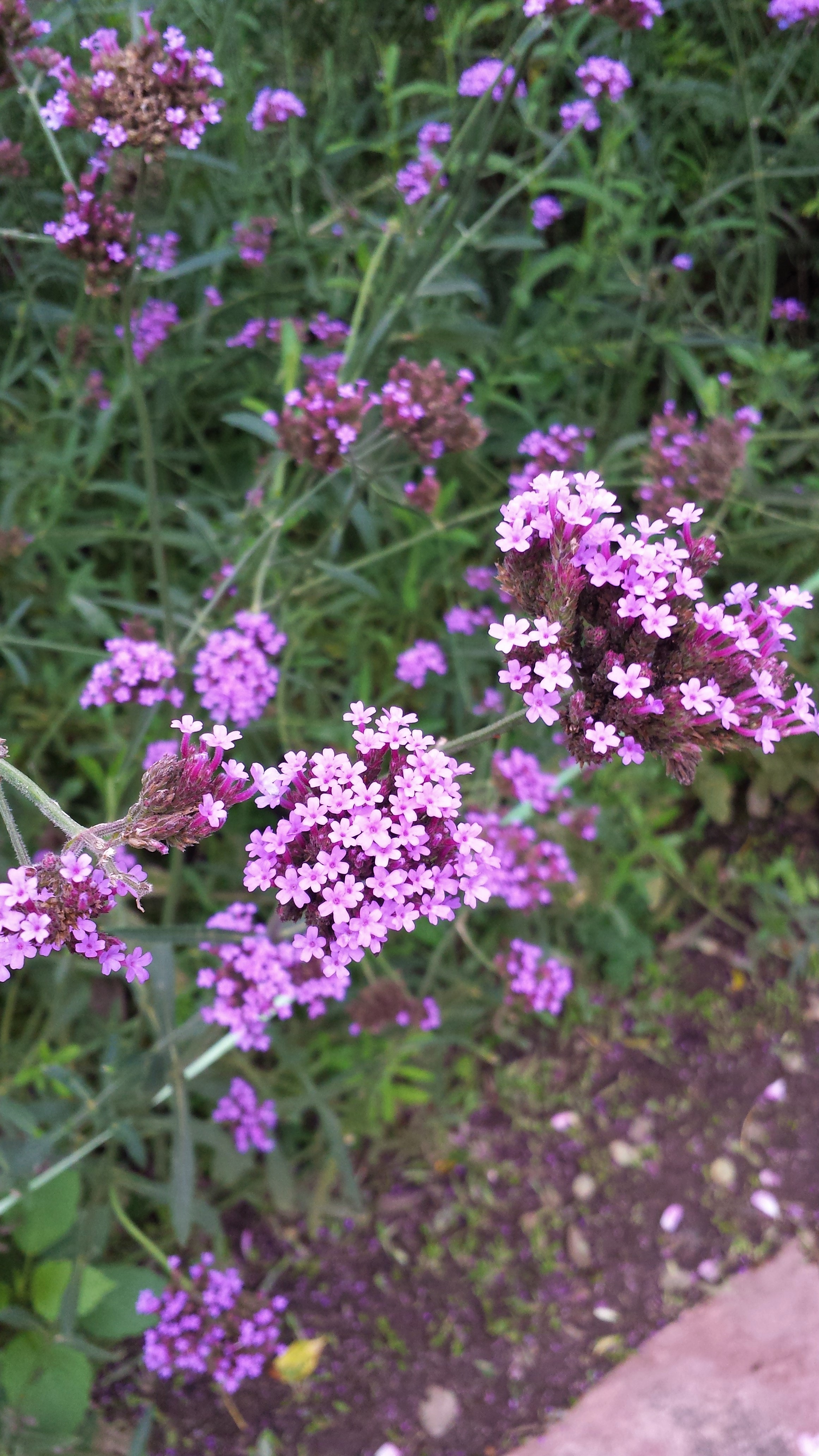 In Focus NaamaYehuda