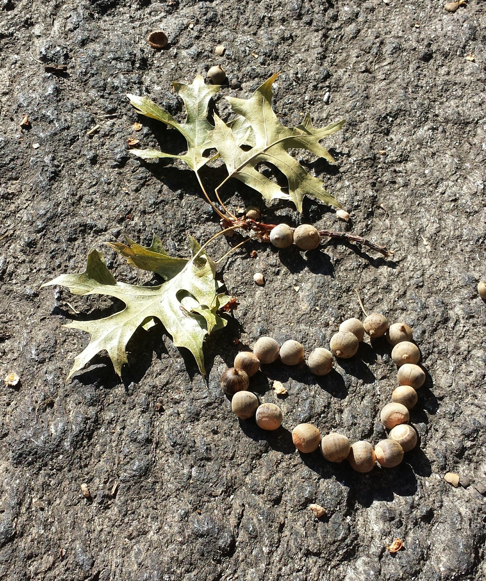 Not Doom NaamaYehuda