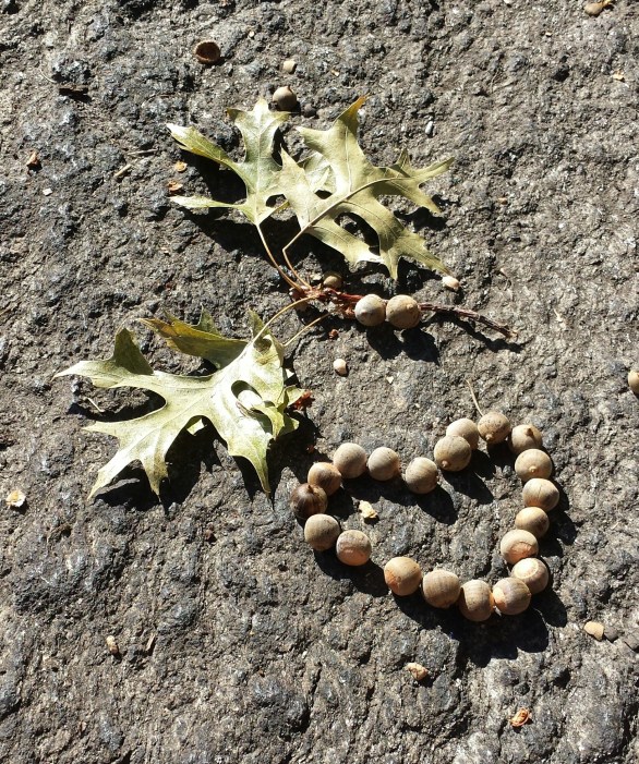 Not Doom NaamaYehuda