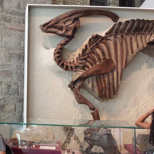 Pharaohsaurus NaamaYehuda