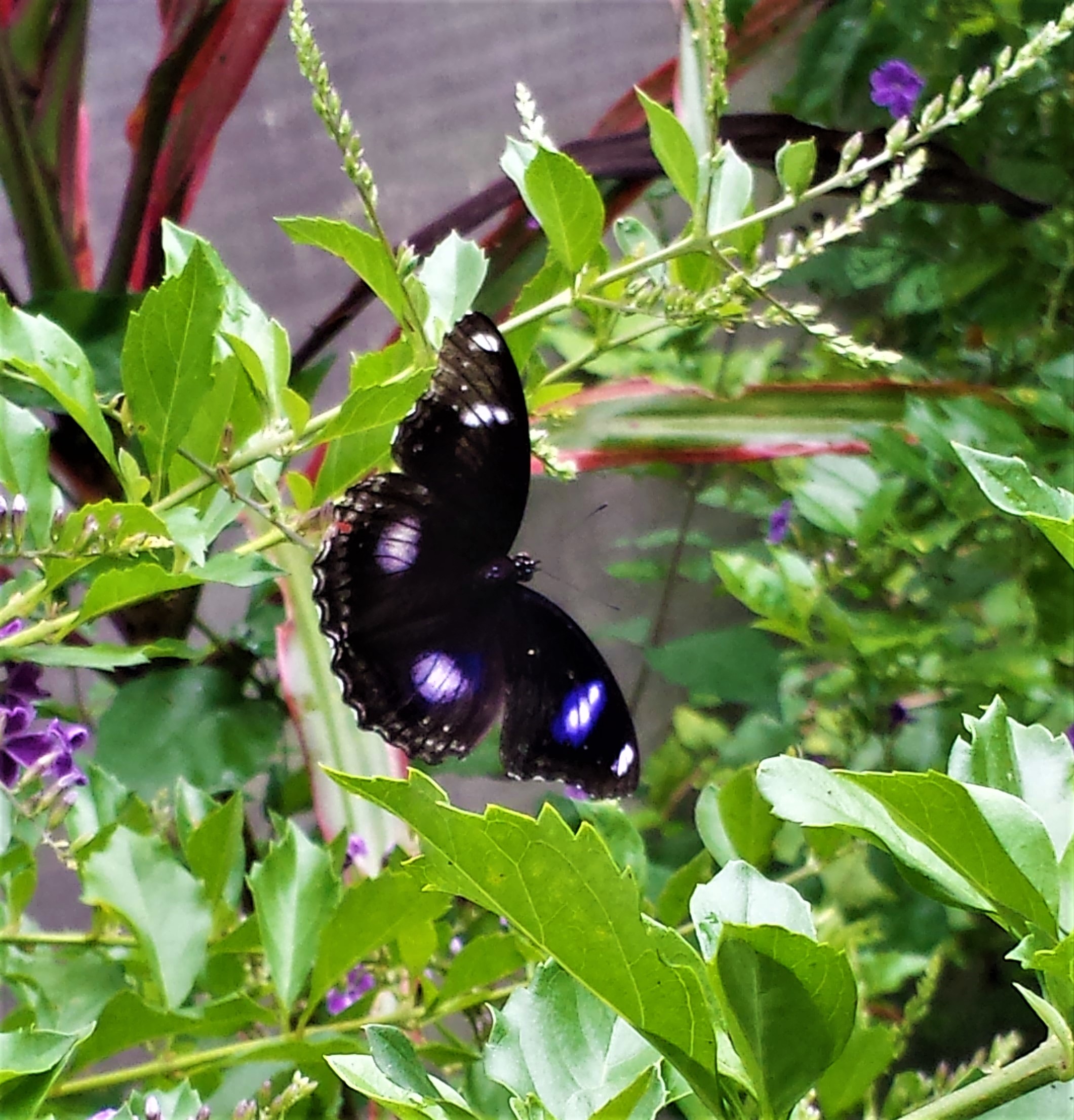 On delicate wings NaamaYehuda