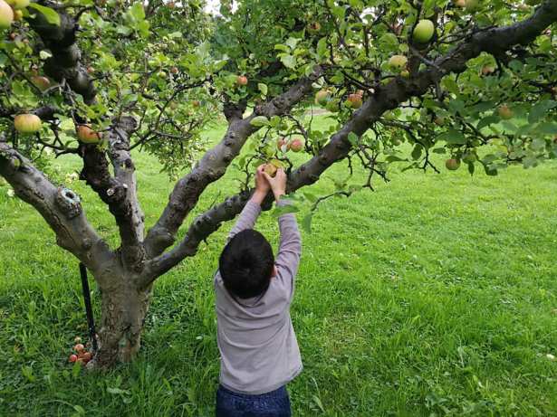 apple picking SmadarHalperinEpshtein