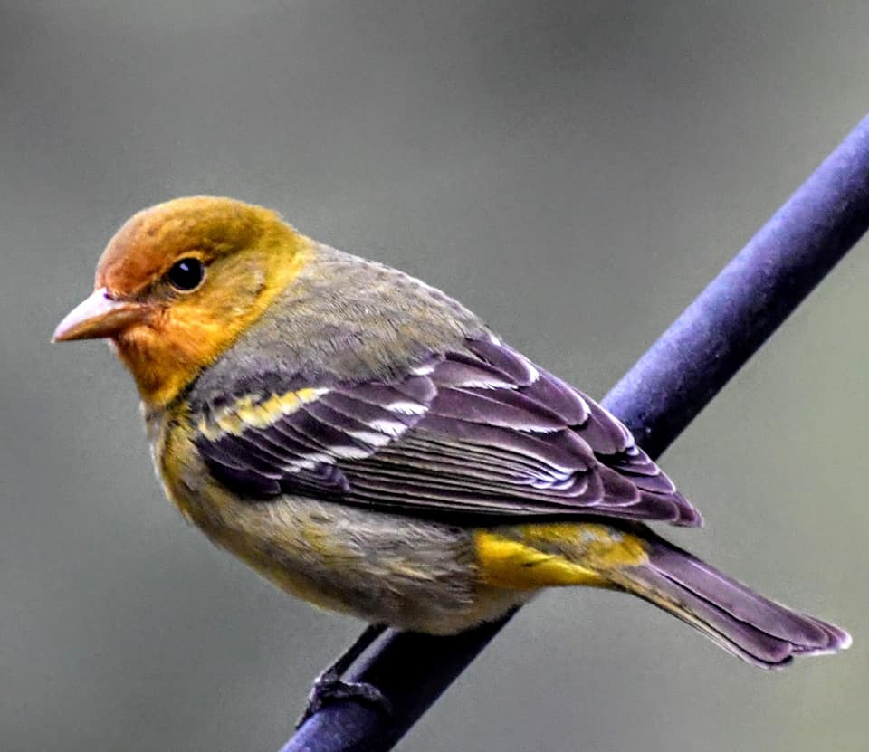 Royal Purple KarenForte