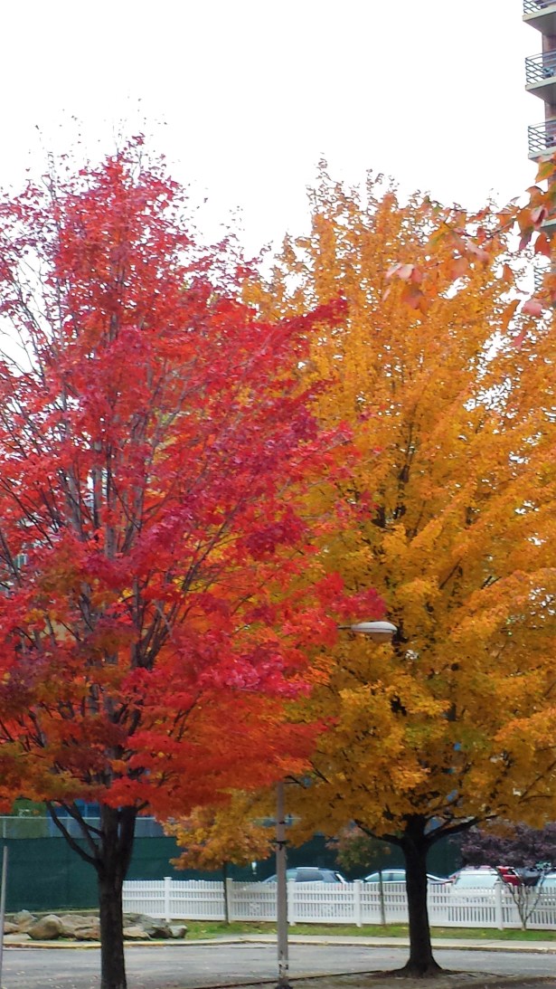 Foliage duo NaamaYehuda