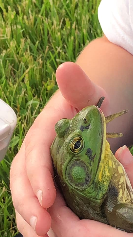 Frog Ready for a kiss AnneToet