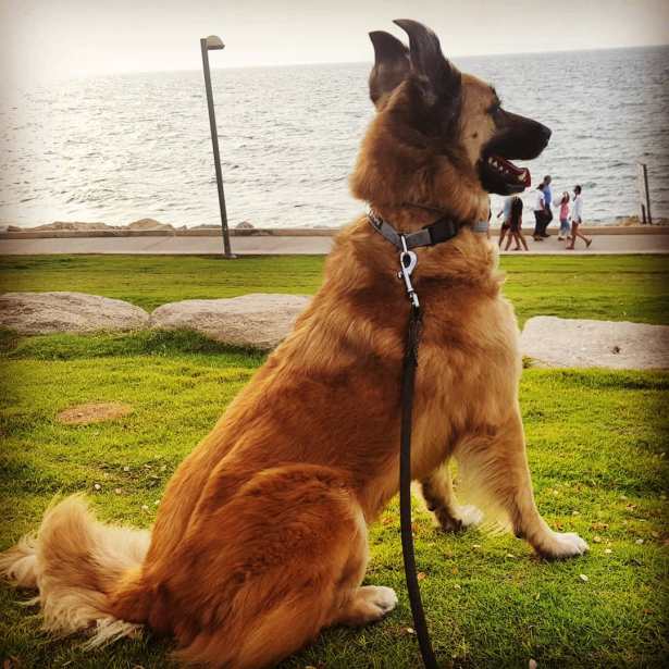 joey at the beach InbarAsif