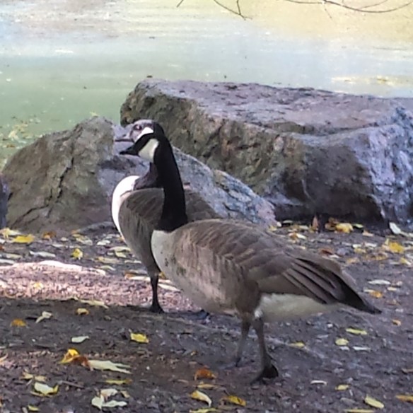 park wildlife NaamaYehuda