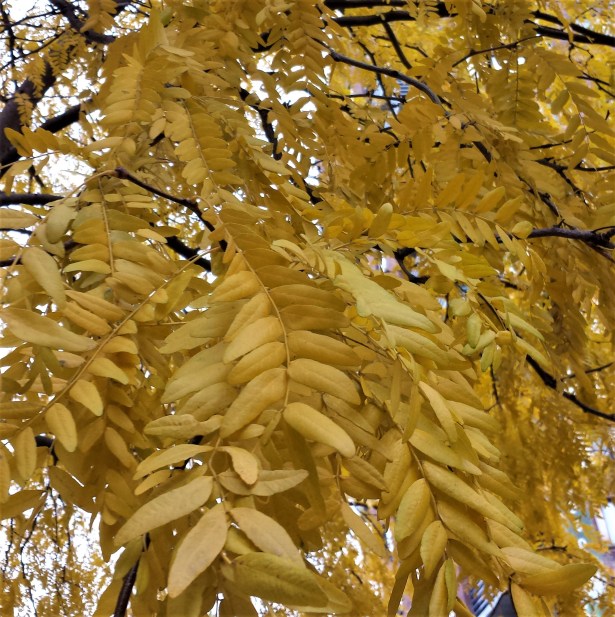 YellowLeaves NaamaYehuda