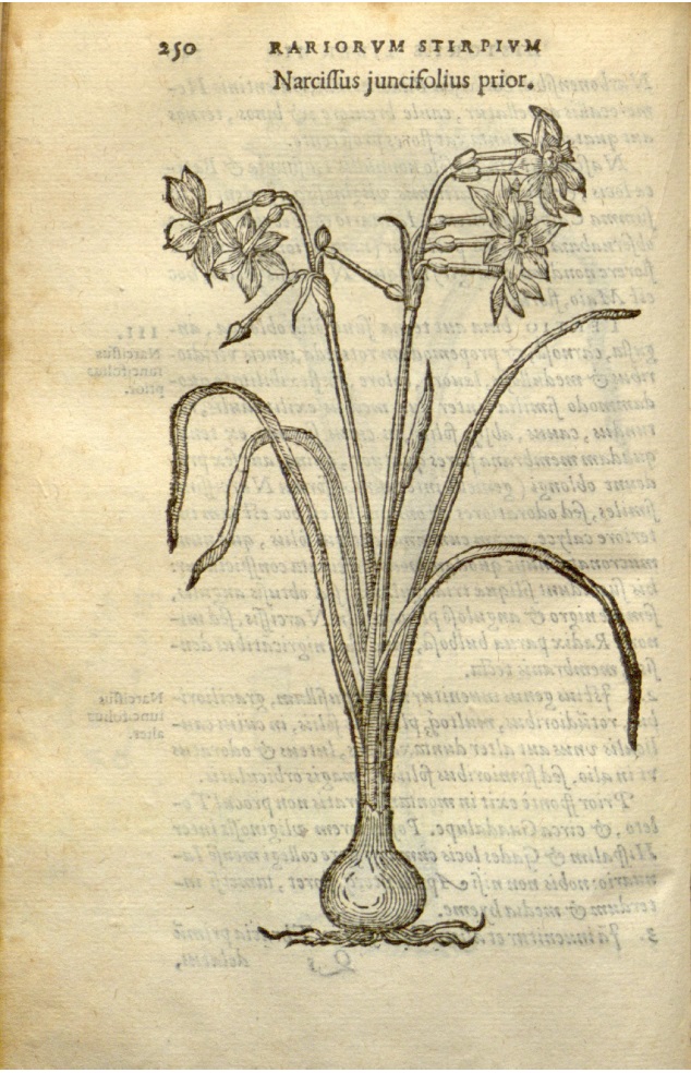 N.juncifolius CarlosClusius250 1576
