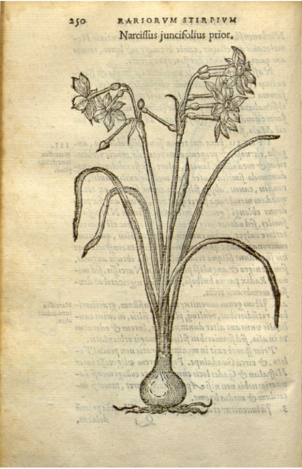 N.juncifolius CarlosClusius250 1576