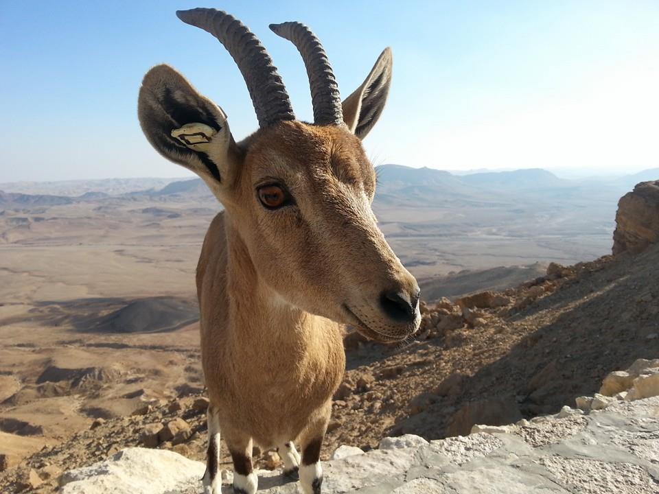 Cheeky Deer AtaraKatz