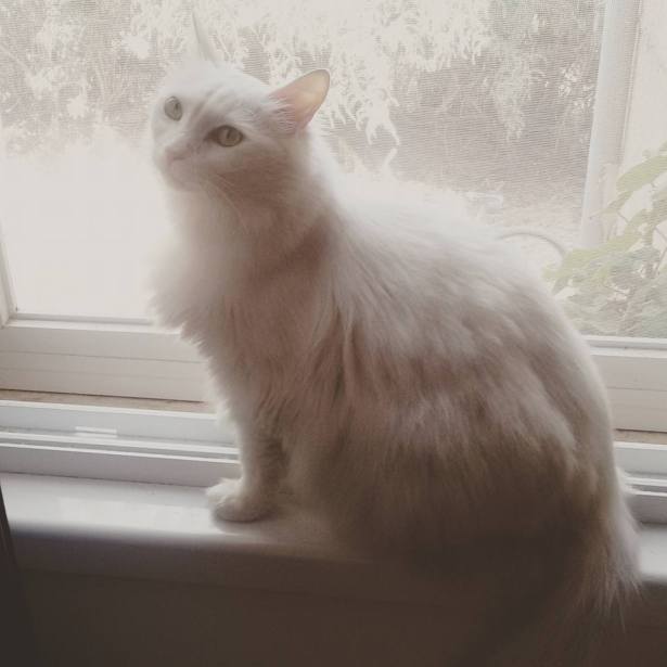 WhiteCat DvoraFreedman