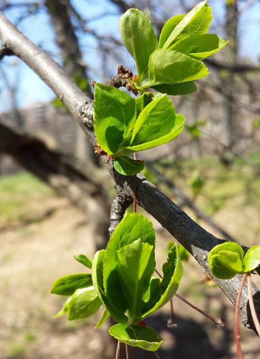 budding NaamaYehuda (2)