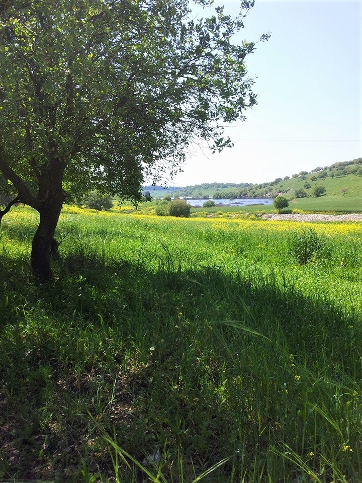 Elysian Fields AmitaiAsif