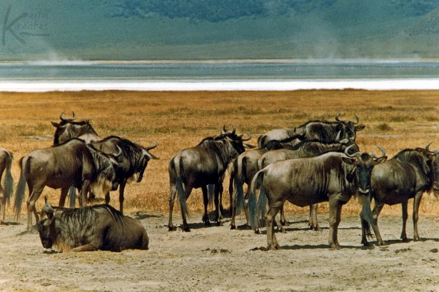 wildebeesta KreativeKue249