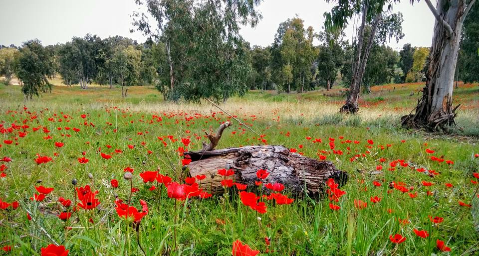 Red and Eucaliptus InbarAsif