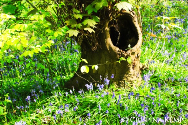 bluebell-yawning-tree CrispinaKemp