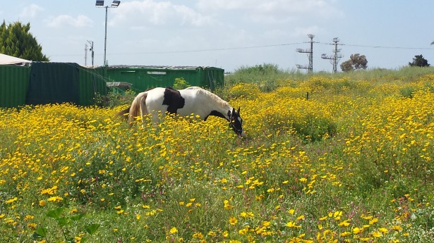 Daisy Horse NaamaYehuda