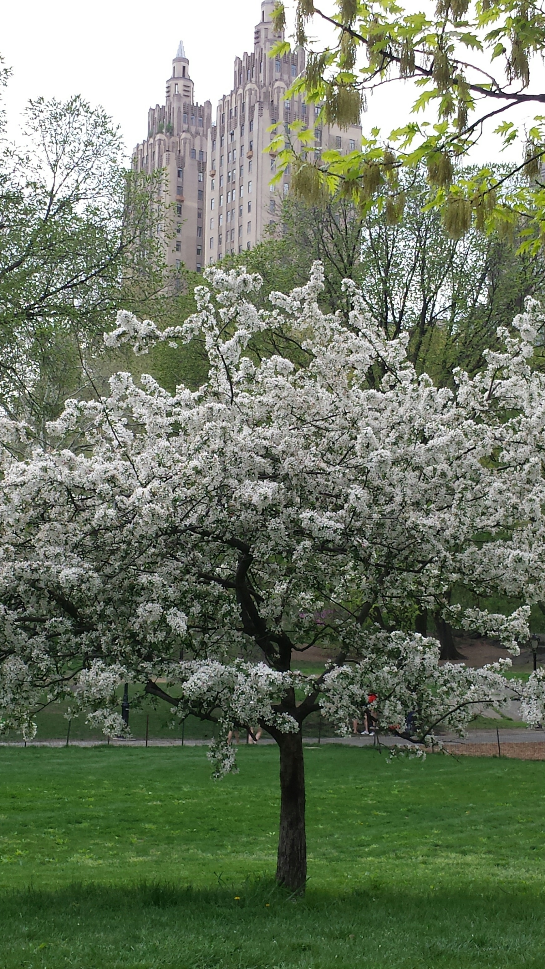 May NYC2 NaamaYehuda