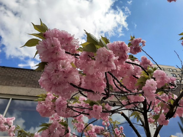 ToBeHome NaamaYehuda 