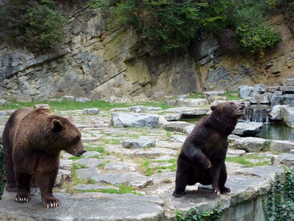 bears SmadarHalperinEpshtein