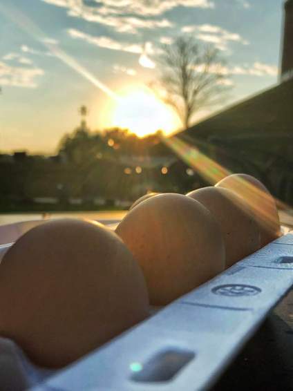 eggcelent-from-todd-foltz