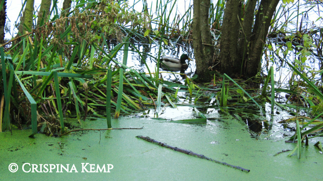 mallard-drake CrispinaKemp