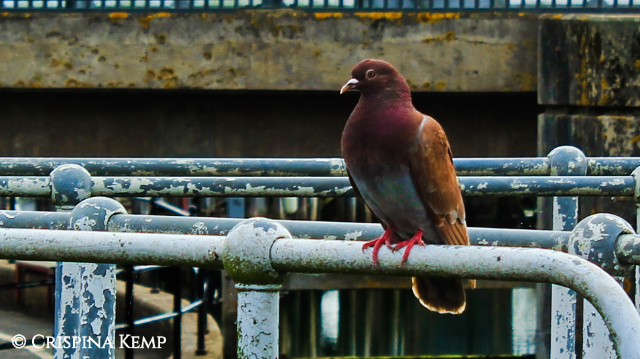 ccc-107 CrispinaKemp