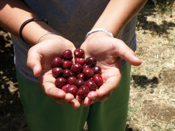 cherrypicking SmadarHalperinEpshtein