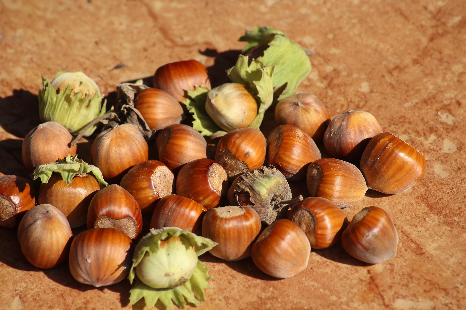 hazelnuts-3663419_1920